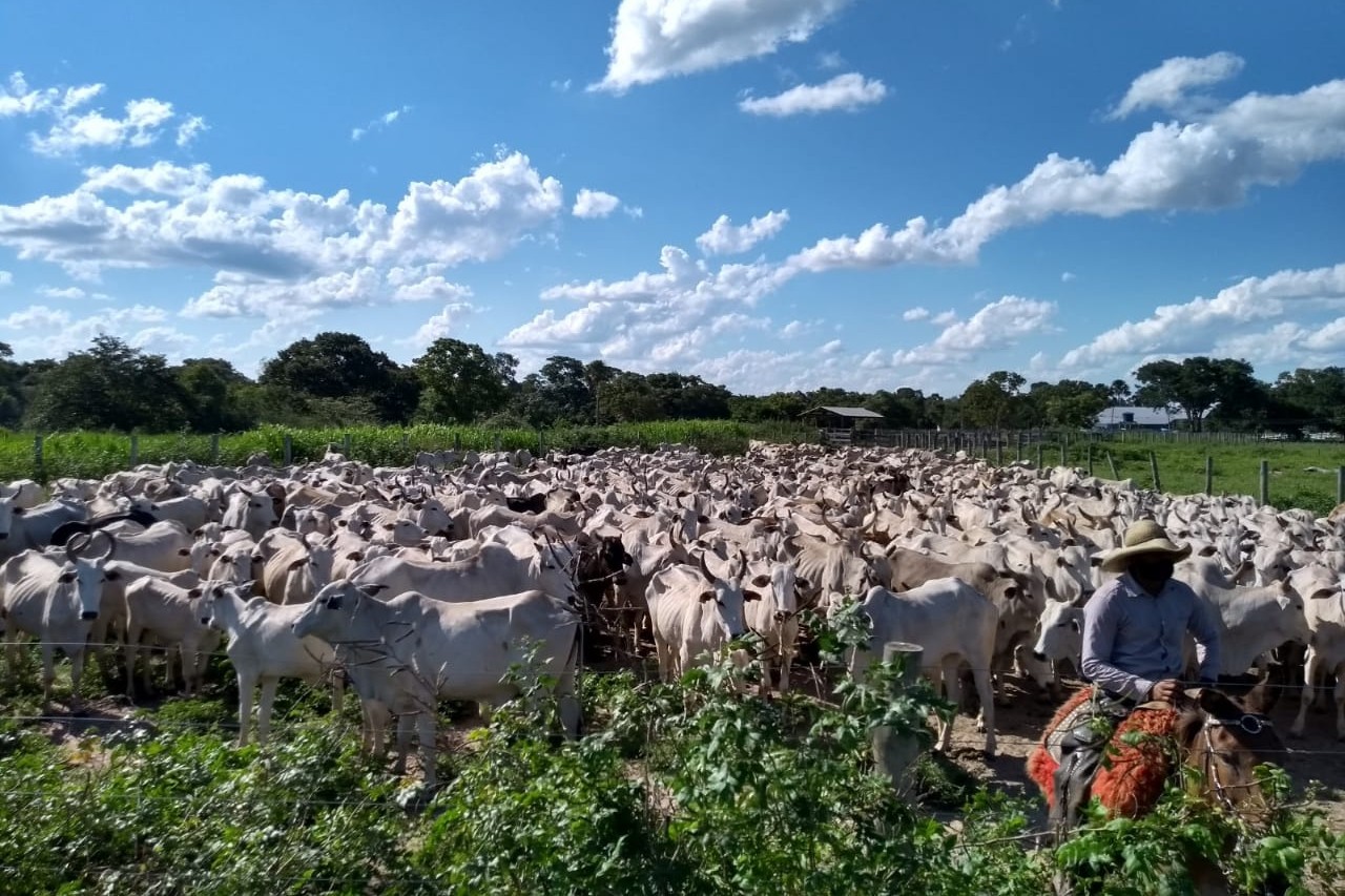 Primeiro leilão do ano no Pantanal ultrapassa R$ 2,4 mi